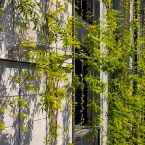 Densitatea foliară și modelarea CFD: Soluții pentru proiectarea fațadelor verzi